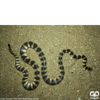 گونه مار دریایی حلقه دار Annulated Sea Snake